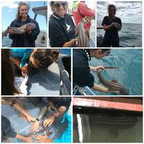 Pyjama shark capture release