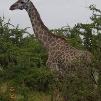 Twiga! Giraffe in Swahili! 