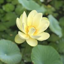 Lotus Flower 