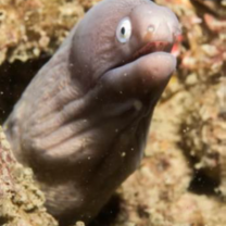 Marine Life