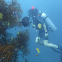 Open Water Scuba Diving Course
