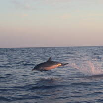 Bottlenose Dolphin