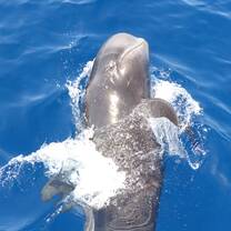 Pilot Whale