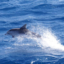 Dolphins