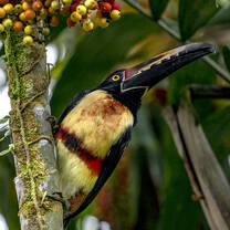 SFS Costa Rica - bird in the coffee