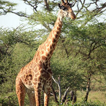 giraffe