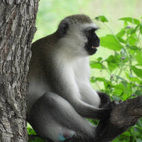 primate