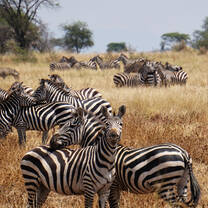 zebras