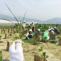 Participants help re-plant pine tree grove destroyed by 2011 tsunami