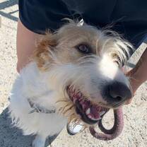 Animal Welfare Volunteering