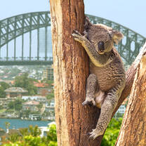 CIEE High School Semester Abroad in Australia