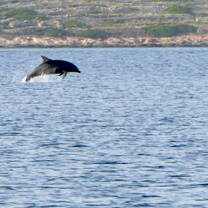 Dolphin jumping