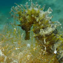 seahorse under water
