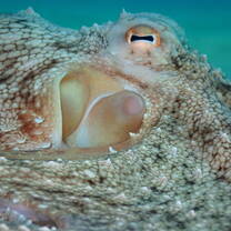 Octopus macro image