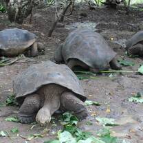 Projects Abroad Volunteer Programs in the Galapagos