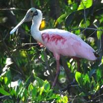 spoonbill 