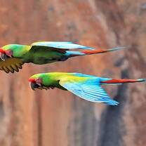 military macaws