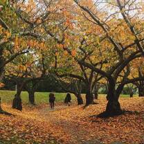 fall colors in Christchurch