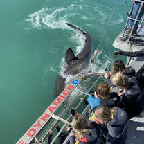 Great white shark cage diving