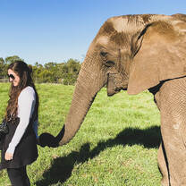 Walking hand in trunk with elephants