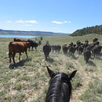 Herding cattle
