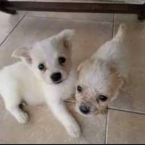 Puppie