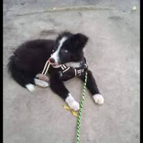 Cute puppy