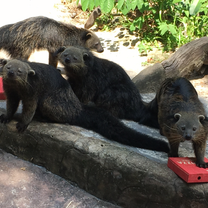 Binturongs preparing to enjoy enrichment items created by students and volunteers