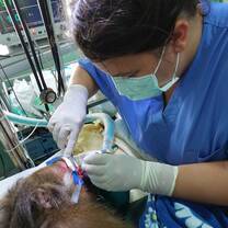 Macaque surgery