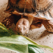 Hawaii College Summer Program | Pacific Discovery