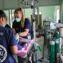 Surgery in wildlife hospital