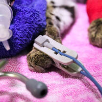 Oxygen-monitoring of patient