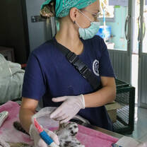 Veterinarian performs ultrasound on leopard cat