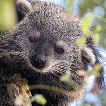 Binturong in tree