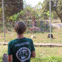Volunteer observes sun bears after enrichment