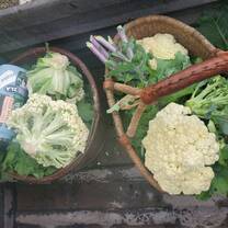 Baskets of freshly harvested cauliflower