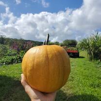 A pumpkin on a sunny day
