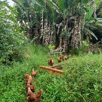 Chickens among banana trees