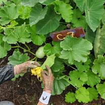 Hands caring for a squash plant