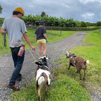 Two people walking goats on leashes and harnesses