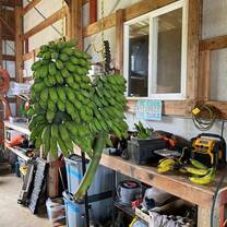 Green bananas hanging up next to some tools