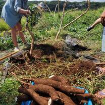 A pile of freshly harvested cassava roots