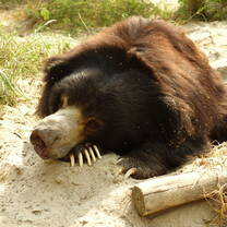 Sloth Bear at the Conservation Center