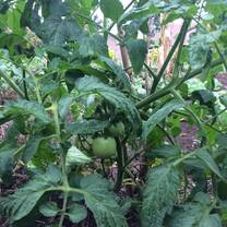 Fighting poverty with climber fruits