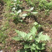 We are fighting towards achieving food security by using alternative adaptive crops 