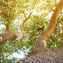 Trees grow beautifully in Israel! They just have to be planted.