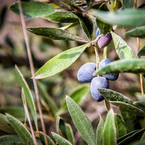 Olive tree growing in Israel