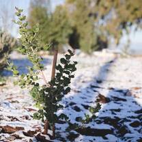 Sapling growing in the wintertime