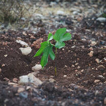 A new sapling that has just been planted