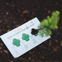 A new sapling that has just been planted